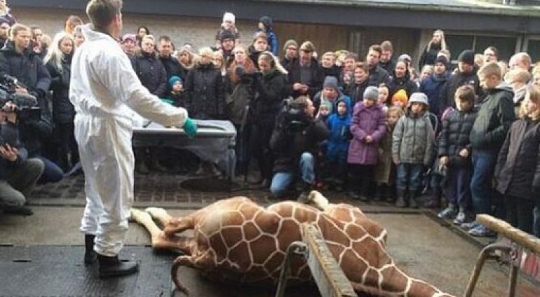 Copenhagen Zoo giraffe killing